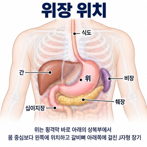 위장 위치라는 제목과 인체 상복부에서 위가 명치와 왼쪽 윗배에 있는 모습을 보여주는 대표 이미지