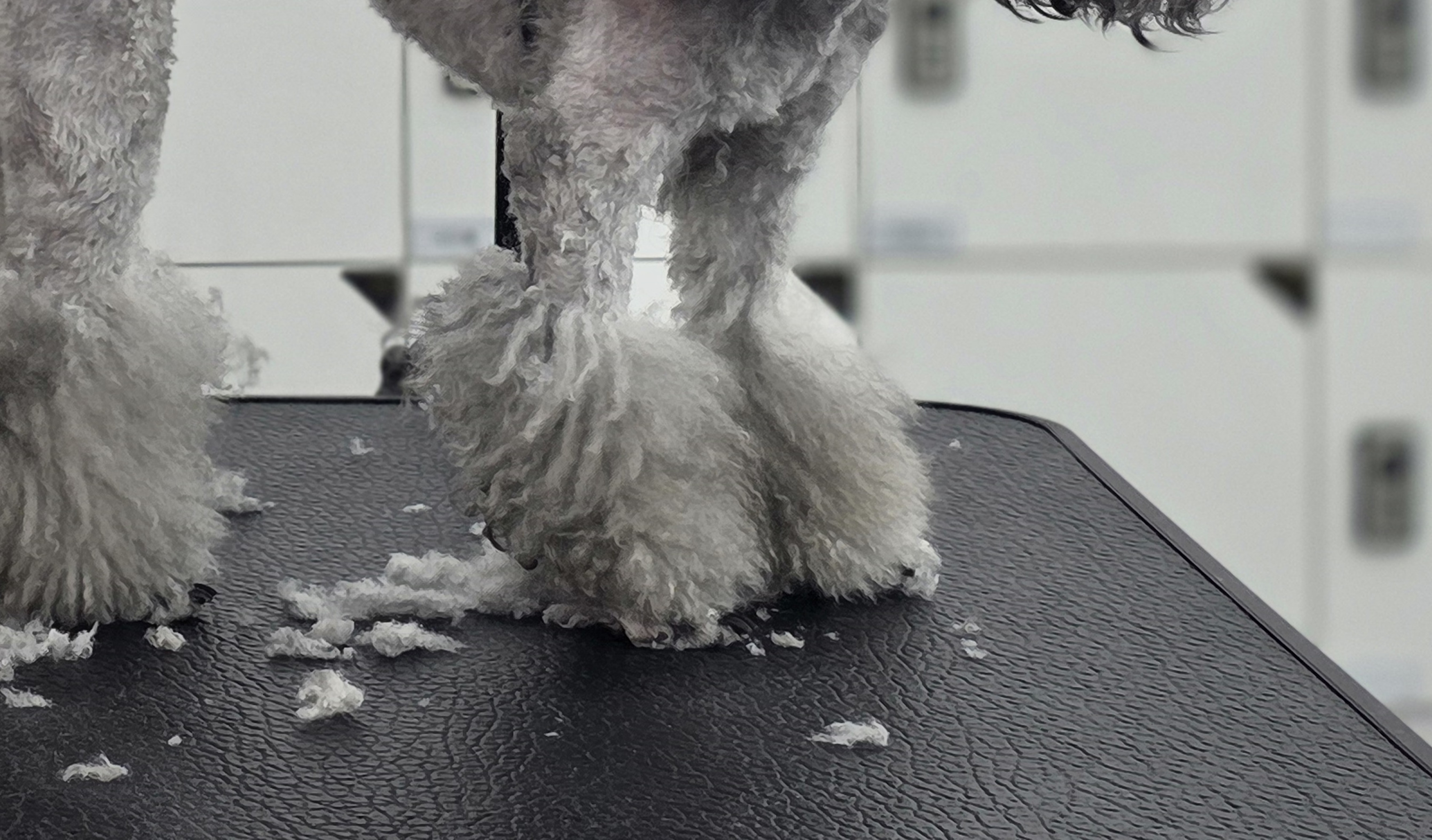 달서구애견미용학원