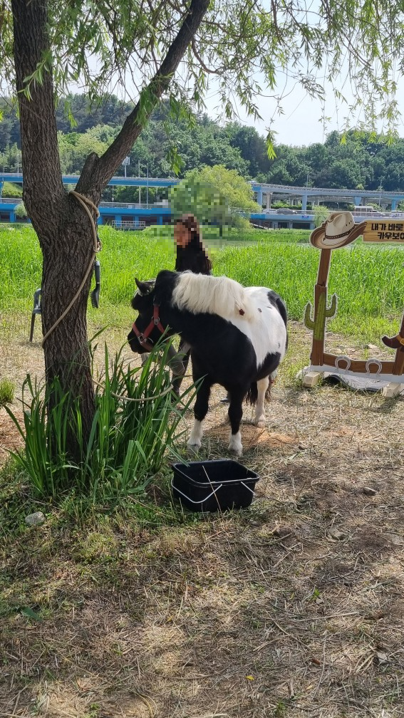 순천만국가정원 미니말 체험