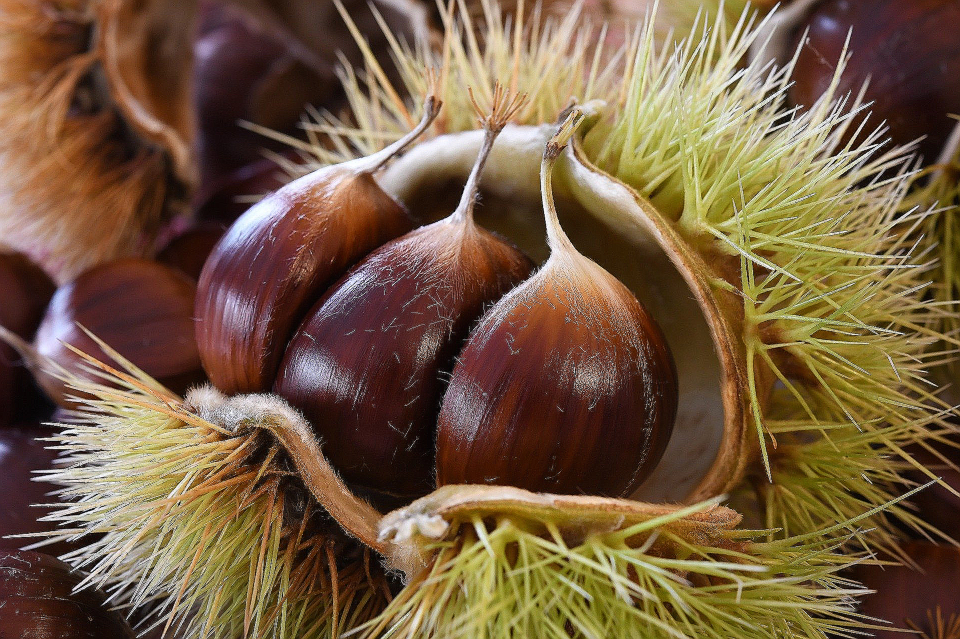 생율 효능 부작용