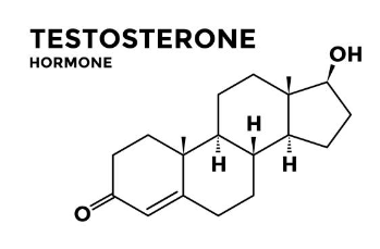 남성 호르몬