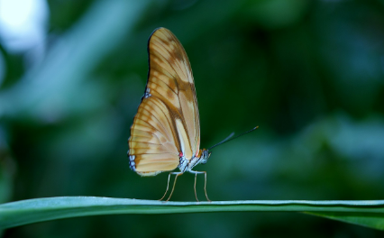 고대 절지동물과 현대 곤충