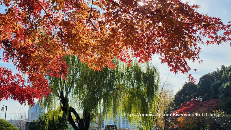 충렬사 연못가의 애기단풍과 수양버들