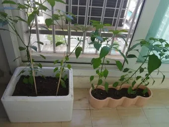 텃밭 고추 키우는 법 모종심기 지지대 순지르기 탄저병 예방_24