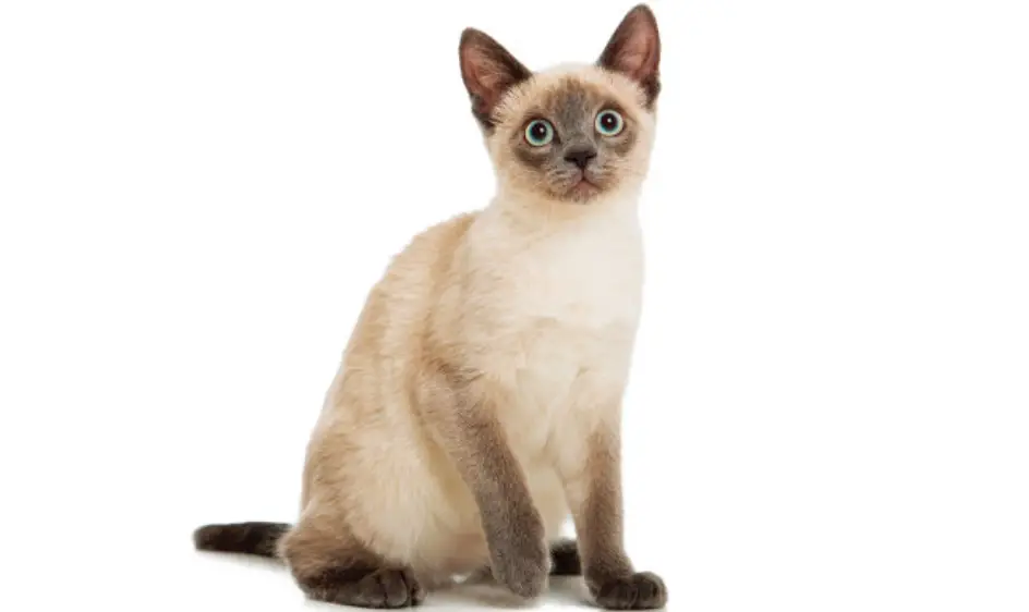 고양이 꿈해몽