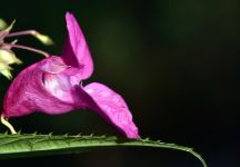 봉숭아 물들이기 방법 시간