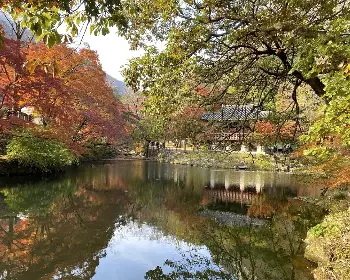 내장산 단풍_14