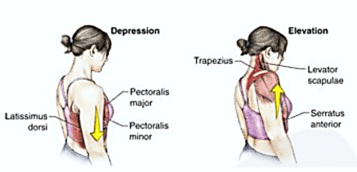 날개뼈의-거상-하강-근육들