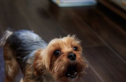 개가 밤에 짖는 이유.