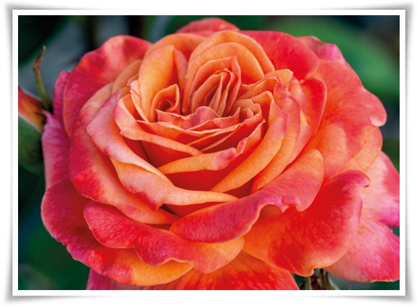 "장미" 천 년의 사랑을 품은 아름다움의 상징 매혹적인 꽃!고