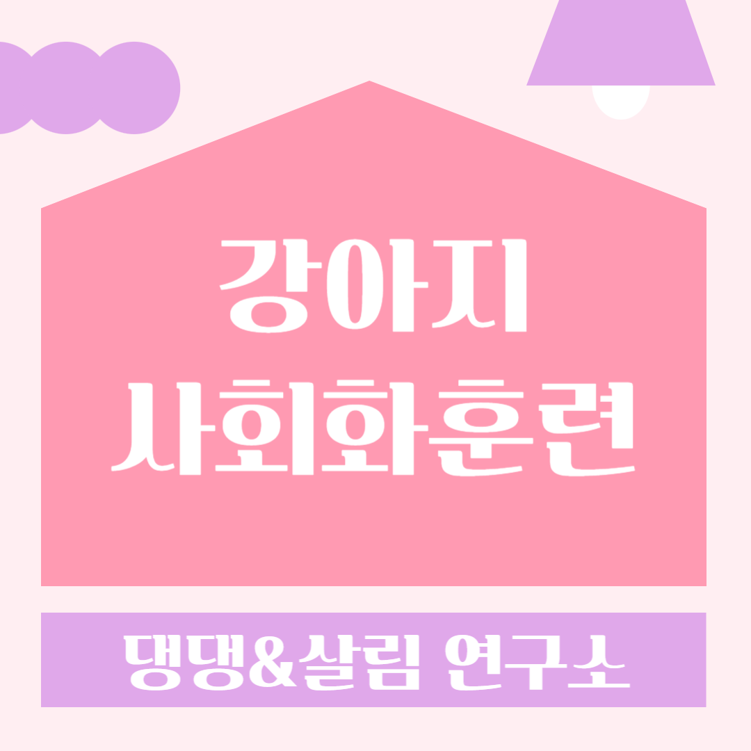 사회화훈련