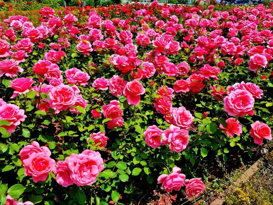 24.5.22. 김포 한강신도시 호수공원 장미원: 장미 개화, 조형물, 주차장, 화장실