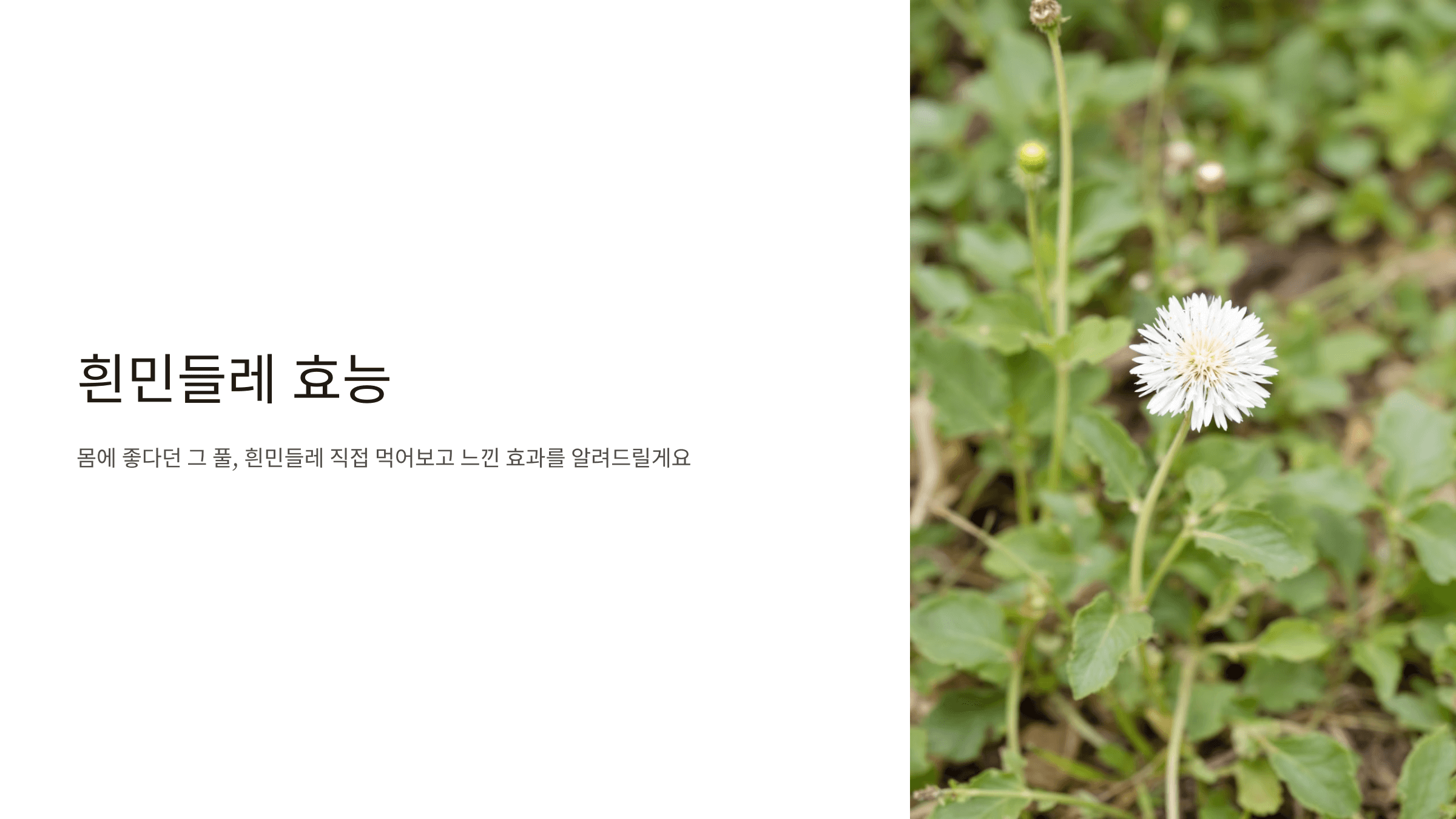 흰민들레 사진입니다.