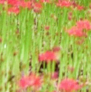 영광불갑산 상사화축제 기간 행사일정 예매하기 가을 꽃축제