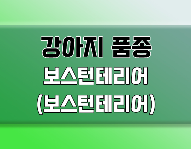 보스턴테리어