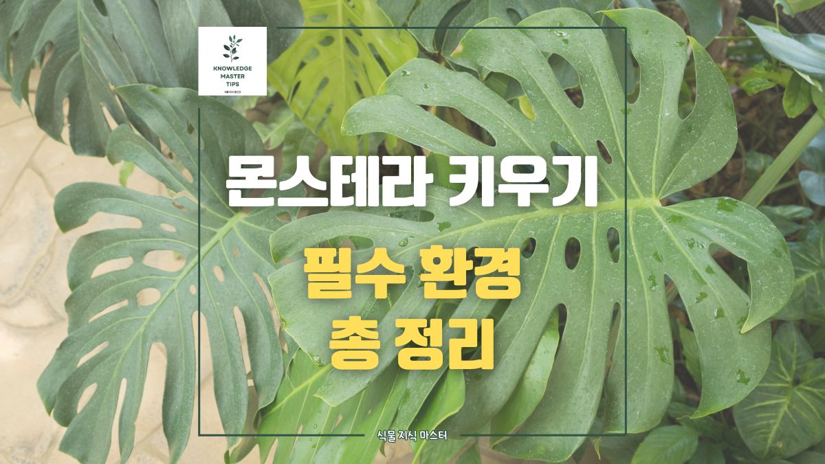 식집사를 위한 몬스테라 키우기에 필요한 환경 완벽 정리 [실내식물]