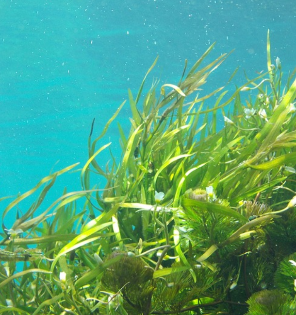 요오드가 많이 들어 있어 탈모에 도움이 되는 해조류