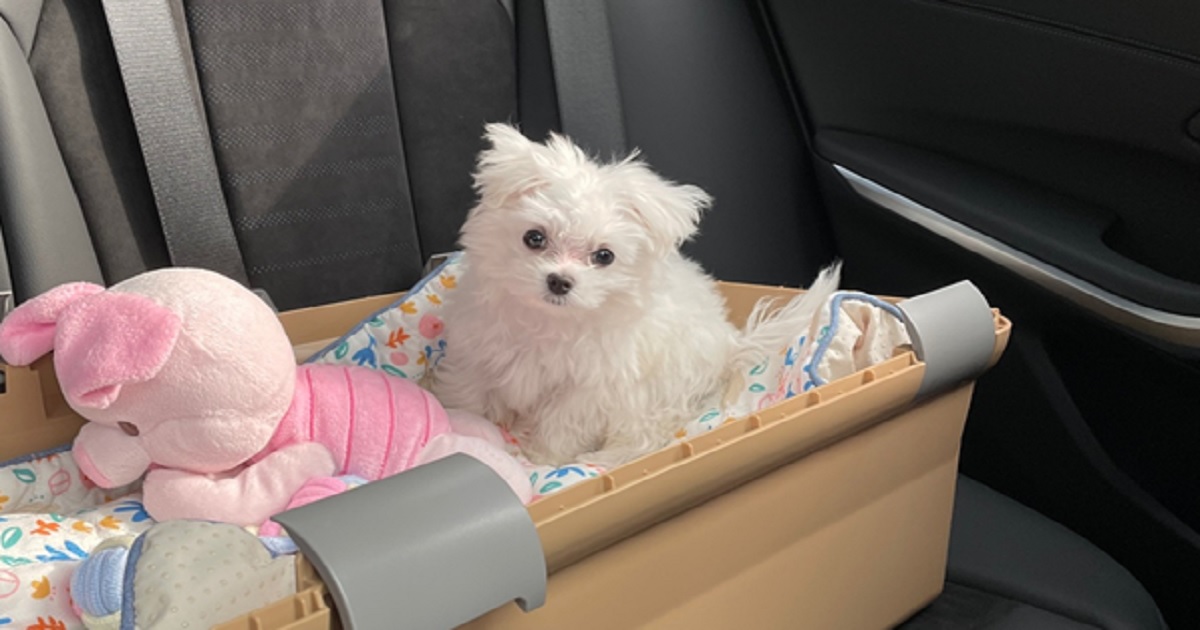 강아지-하울링-이유와-고치기-방법