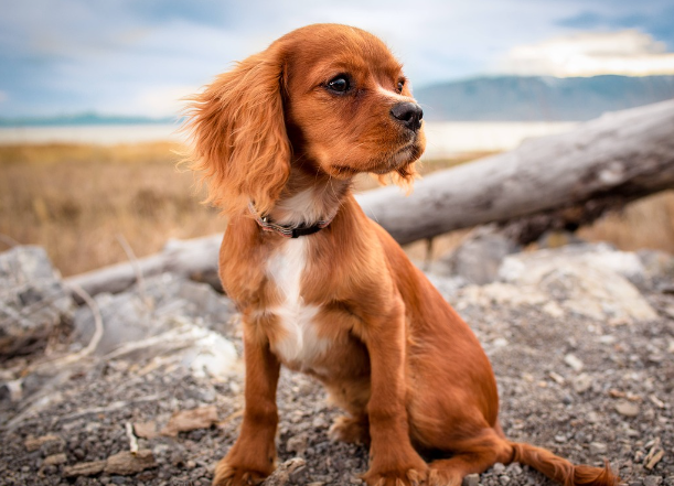 띠별 운세 11월 1일
