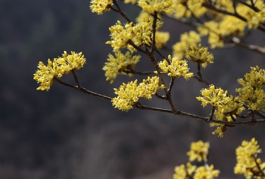 구례 산수유 축제