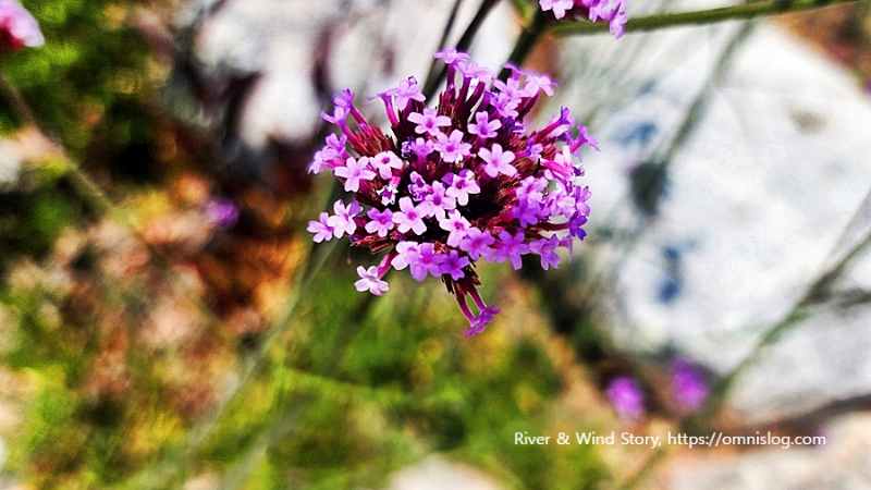 버들마편초, 영명 Willow dandelion flowers, 학명 Polygonum hydropiper L.