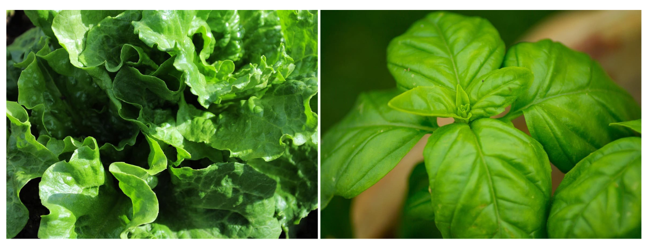 여름 베란다 텃밭, 어떤 작물이 잘 자랄까?