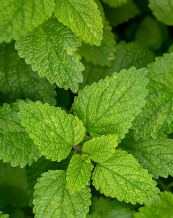 톡소올로지 원료2