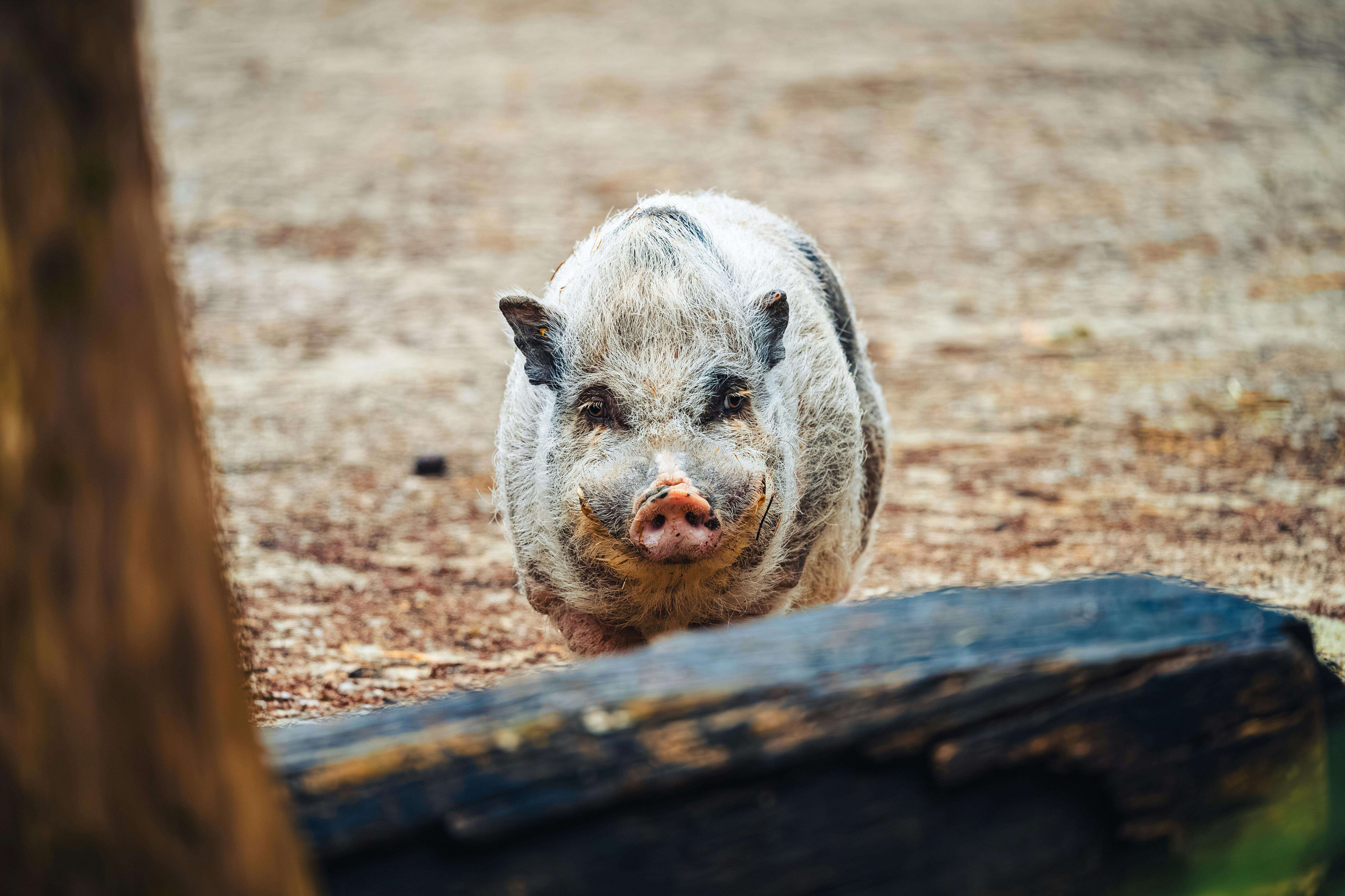 꿈해몽 : 돼지 관련(새끼 돼지, 검은 돼지, 흰 돼지, 금 돼지 등)