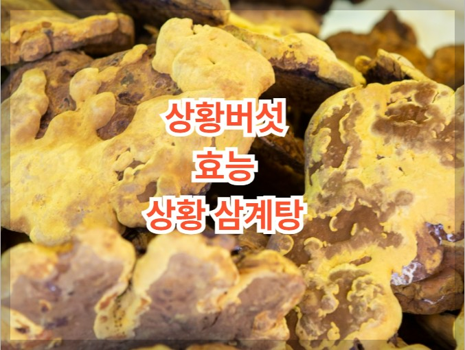 상황버섯