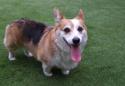 혀를 내미는 코기.