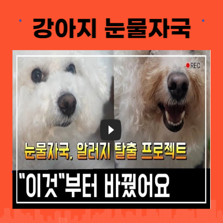 강아지 눈물자국