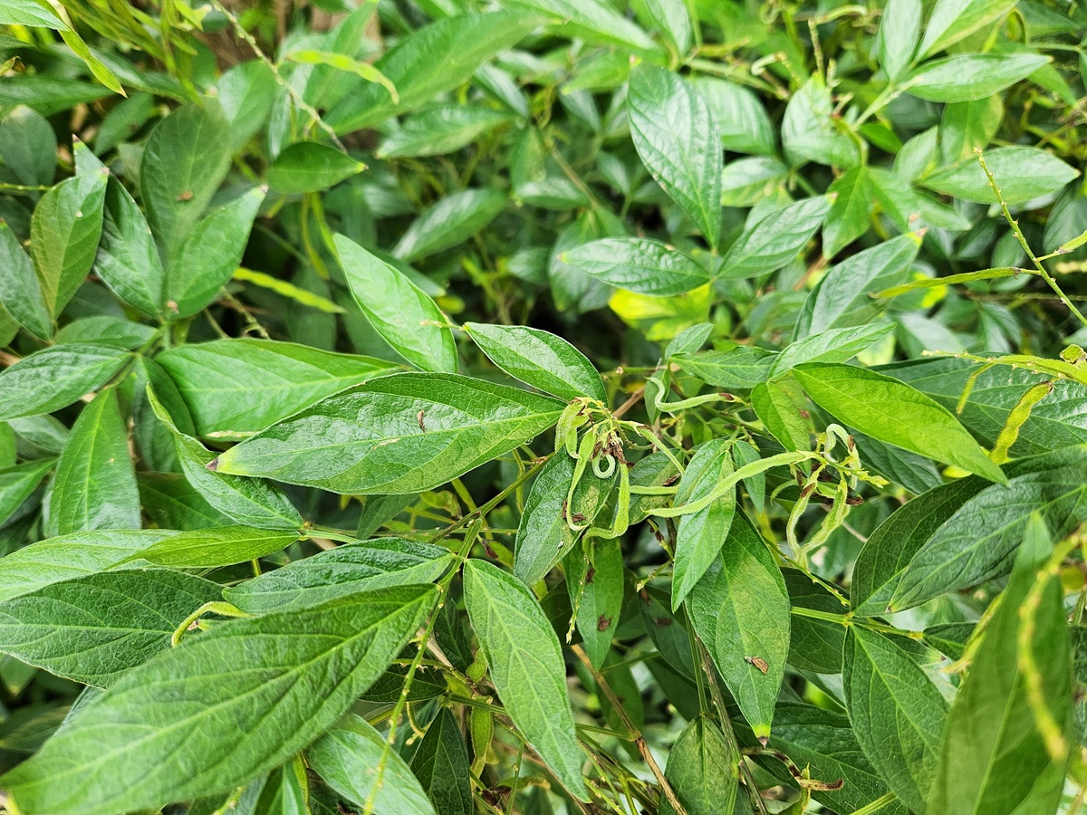 된장풀