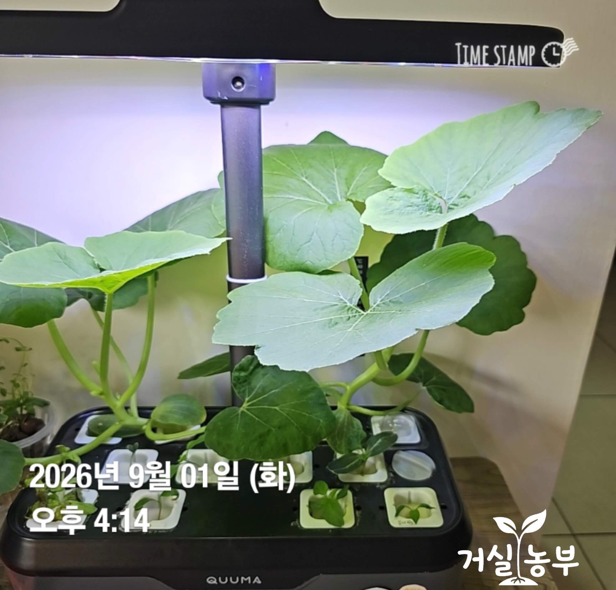 두 포기의 단호박 잎이 LED 조명 아래를 가득 덮은 수경재배기