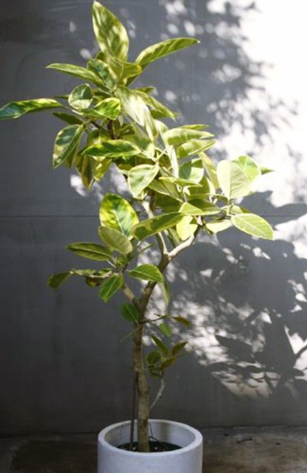 뱅갈고무나무 과습 시 대처법