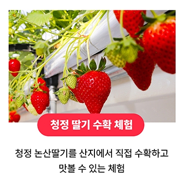 논산 딸기축제 일정 초대가수