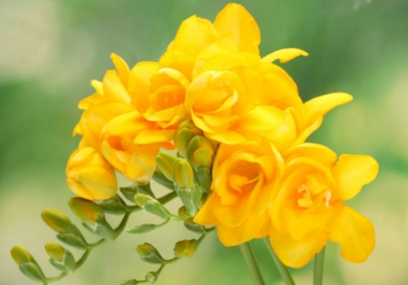 프리지아 꽃다발 구매처 추천 