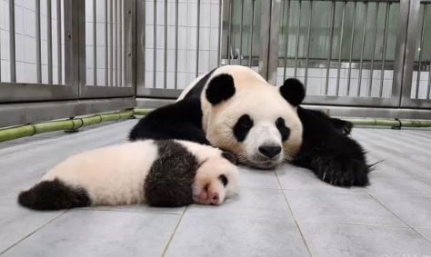 아이바오 1바오