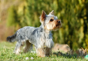 요크셔 테리어/출처:어도비스톡