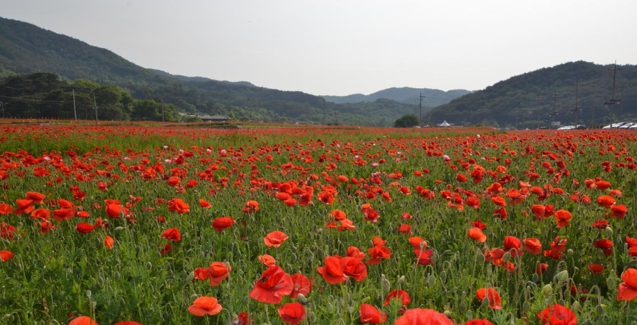 하동 북천 꽃양귀비 축제