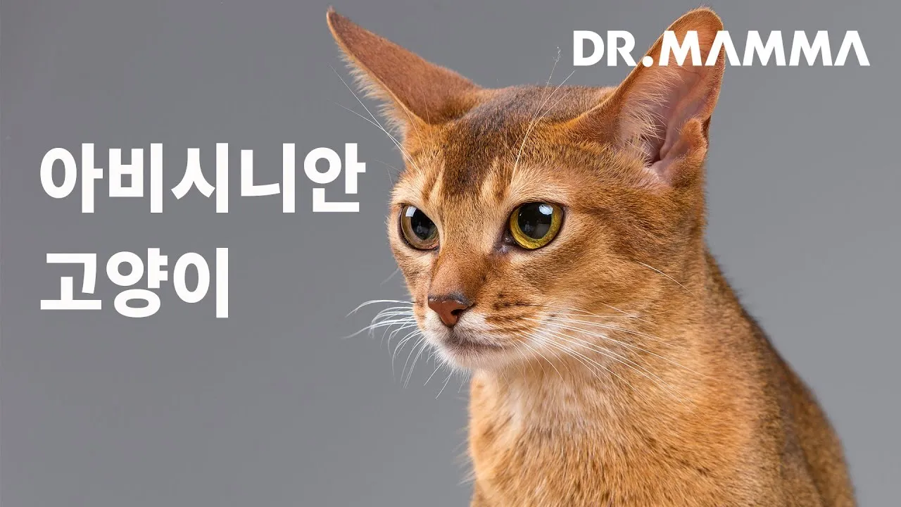 아비니시안 고양이 유전병_4