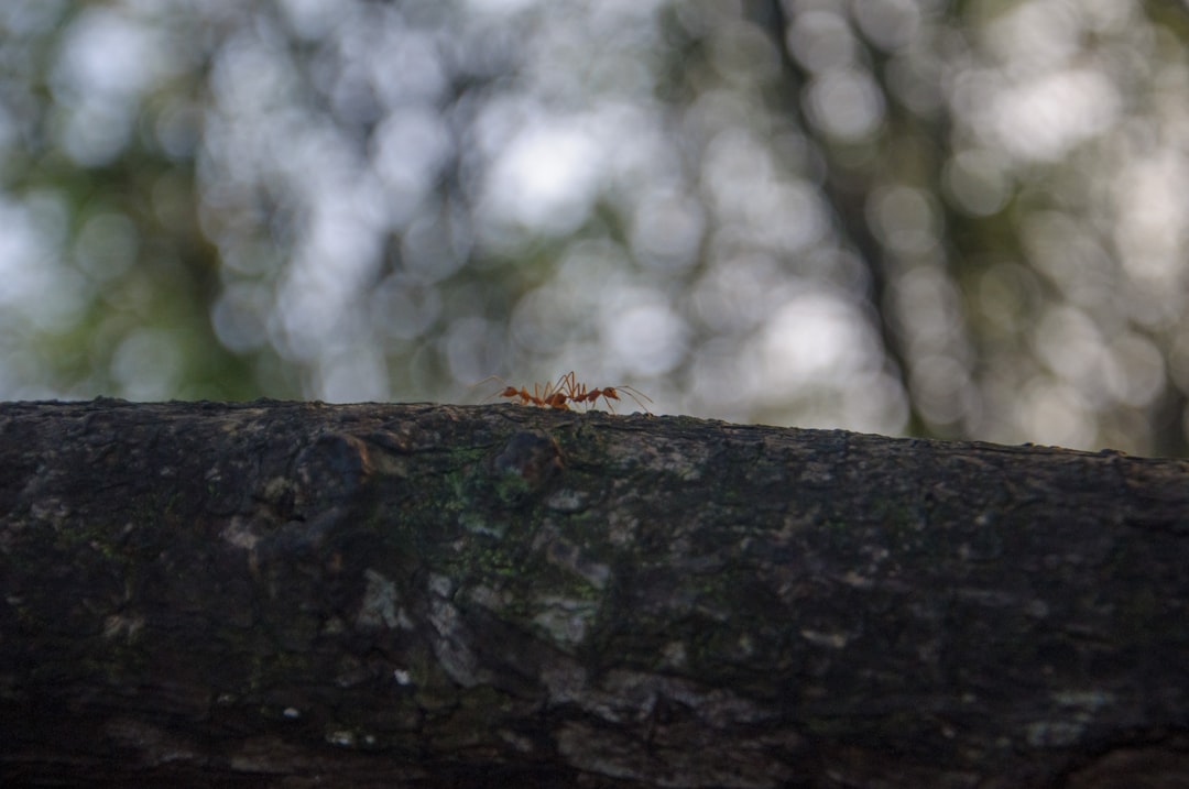 Ants.
