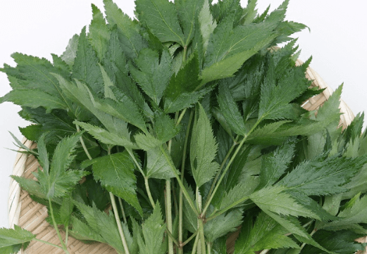 공진단 효능 가격 복용방법