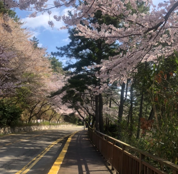 봄꽃 여행지