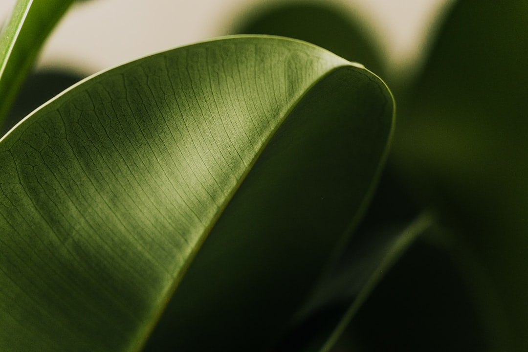 Plant-based