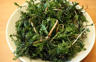 봄나물 손질

봄나물 데치는 시간

나물 보관법

냉이, 달래, 씀바귀

해독에 좋은 봄나물