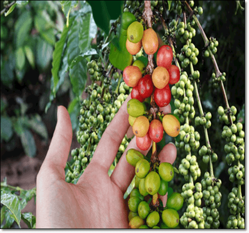 코피콩 만지는 사람