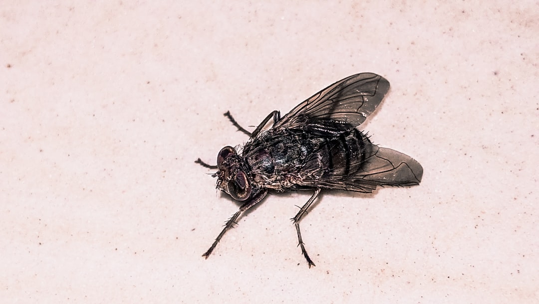 Malaria