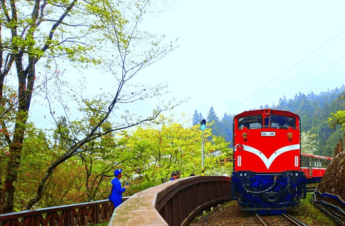 대만 여행지원금 아리산 트래킹