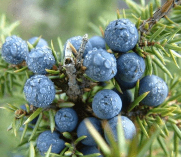 주니퍼베리 (Juniper Berry)