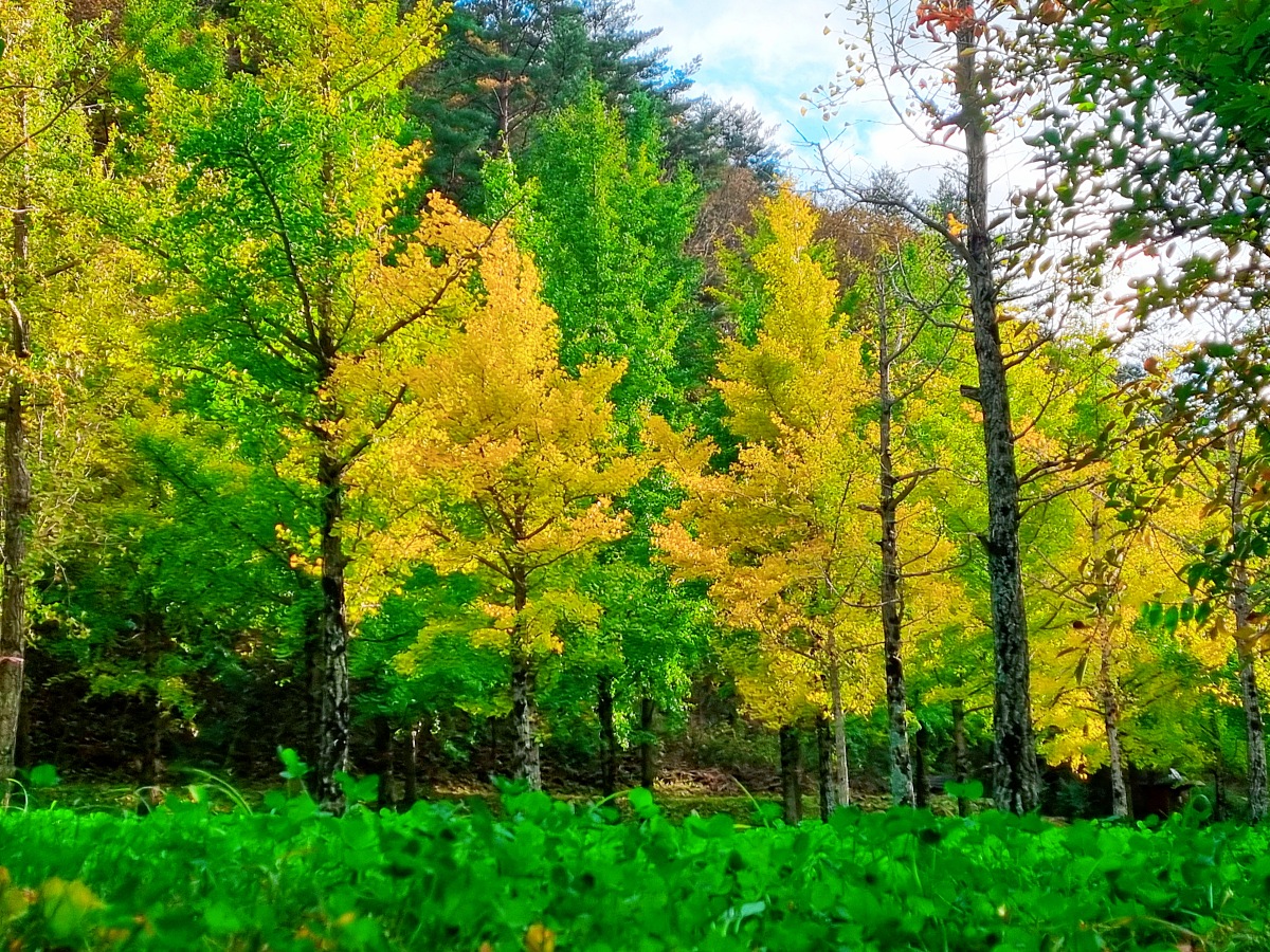 강원도 홍천 은행나무숲 방문 후기(10.23.): 단풍 확인 팁, 먹거리, 숙박